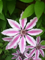 Nelly Moser.webp