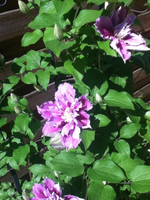 Blüte Pillu.webp