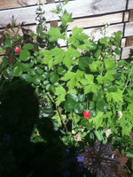 pinke Rose.webp