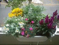 DSC00401.webp