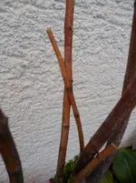 SAM_0695.webp