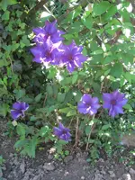 001.webp