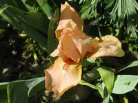 IMG_ask alma_800x600.webp