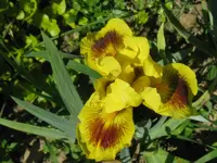 IMG_eye magic1_800x600.webp