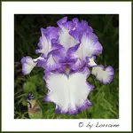 IMG_4064-23052012 (1 von 1) (1).webp