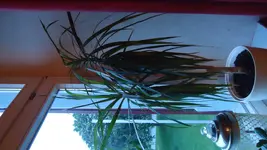 DSC01351.webp