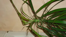 DSC01353.webp