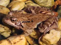 Frosch 120525.webp