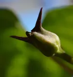 Knospe einer Mondwinde.webp