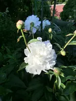 CIMG0095.webp