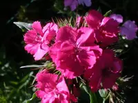 CIMG0104.webp