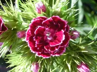CIMG0105.webp
