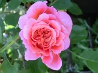 CIMG0106.webp