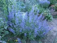 CIMG0111.webp