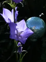 CIMG0113.webp