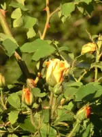 CIMG0124.webp