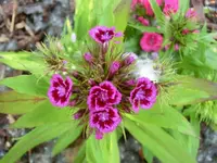 CIMG0121.webp