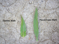 2plantsBlatt.webp