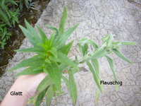 2plantsBluete.webp