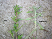2plantsOberteil.webp