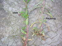 2plantsPflanze.webp