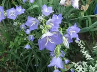 004.webp