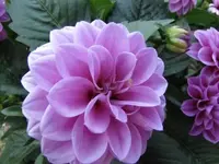 027.webp
