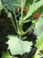 kleiner Kohlrabi.webp