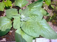 DSC00491.webp