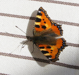 Schmetterling macht Pause.webp