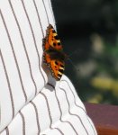 schmetterling.jpg