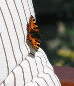 schmetterling.webp