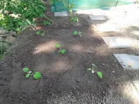 2012-05-24 13.34.31.webp