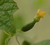 mexikanische Gurke_mini.webp