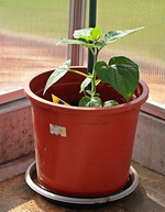 Physalis wächst mächtig_mini.webp