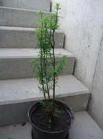 DSCF2623.webp