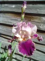 25052012002.webp