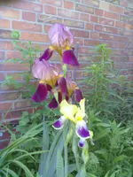 25052012003.webp