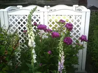 PIC00466.webp