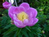 Pfingstrose Pink mit gelber Mitte (1).webp