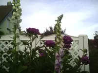 PIC00469.webp