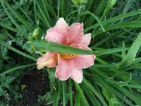026.webp