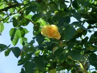 CIMG0144.webp