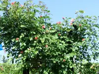CIMG0145.webp