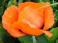 CIMG0153.webp