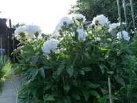 CIMG0157.webp