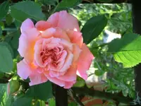 CIMG0161.webp