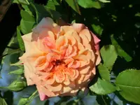 CIMG0162.webp