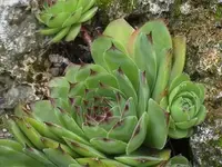 hauswurz NEU.webp