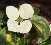 Hartriegel Scheinblüte.webp